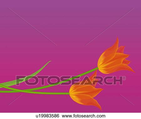 Stock Illustration - Closed Up Image of Two Orange-colored Tulips In Front of a Purple Surface, Illustration, Illustrative Technique. Fotosearch