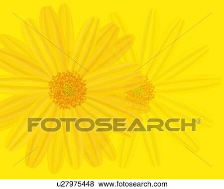 Stock Illustration - Closed Up Image of Two Yellow-colored Marguerites on a Yellow Surface, Illustration, Illustrative Technique. Fotosearch