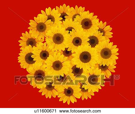 Image of a Large Group of Little Sunflowers Making a Circle on a Red Surface, High Angle View, Illustration, Illustrative Technique View Large Illustration Clip Art - Image of a Large Group of Little Sunflowers Making a Circle on a Red Surface, High Angle View, Illustration, Illustrative Technique. Fotosearch