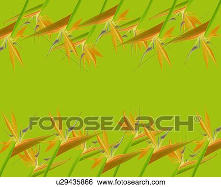 Image of Several Orange-colored Strelitzia reginae on a Light Green Surface, Illustration, Illustrative Technique View Large Illustration Stock Illustration - Image of Several Orange-colored Strelitzia reginae on a Light Green Surface, Illustration, Illustrative Technique. Fotosearch