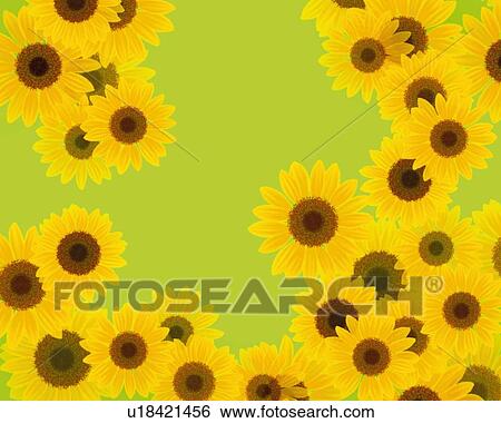Stock Illustration - Image of Several Small Sunflowers on a Light Green Surface, High Angle View, Illustration, Illustrative Technique. Fotosearch