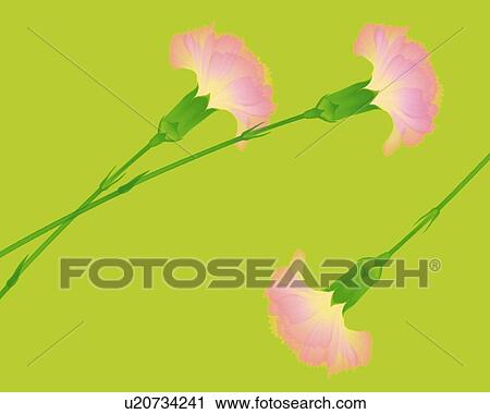 Image of Three Pink-colored Carnations on a Light-green Surface, High Angle View, Illustration, Illustrative Technique View Large Illustration Clip Art - Image of Three Pink-colored Carnations on a Light-green Surface, High Angle View, Illustration, Illustrative Technique. Fotosearch