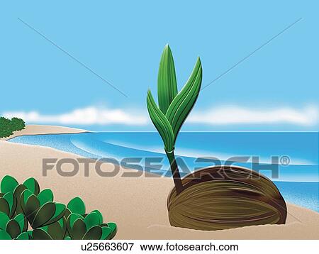 Leaf coming out from Coconut, Painting, Illustration View Large Illustration Stock Illustration - Leaf coming out from Coconut, Painting, Illustration. Fotosearch