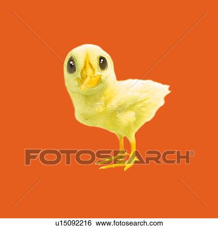 Stock Illustration - A Chick Looking at Camera, Side View, CG. Fotosearch