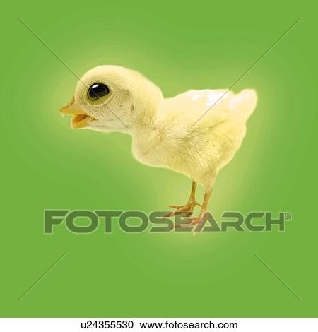 A Chick, Side View, CG View Large Illustration Clipart - A Chick, Side View, CG. Fotosearch