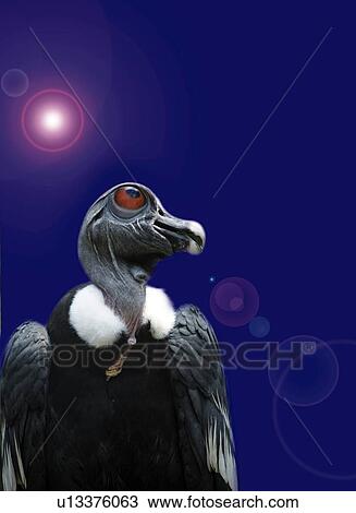 Drawing - A Condor, Low Angle View, CG. Fotosearch