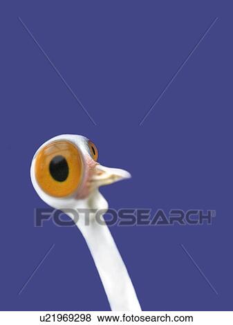 A Crane, Side View, Copy Space, CG View Large Illustration Stock Illustration - A Crane, Side View, Copy Space, CG. Fotosearch