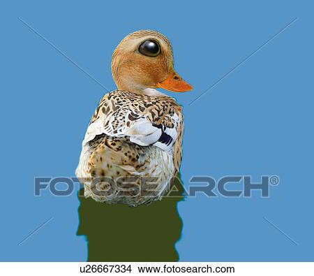 Stock Illustration - A Duck, Rear View, Copy Space, CG. Fotosearch