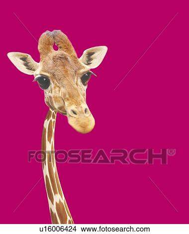A Giraffe, Front View, CG, Copy Space View Large Illustration Stock Illustration - A Giraffe, Front View, CG, Copy Space. Fotosearch
