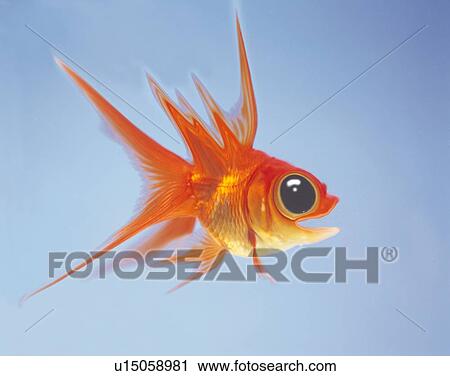 A Goldfish Being Surprised, Side View, CG View Large Illustration Clip Art - A Goldfish Being Surprised, Side View, CG. Fotosearch
