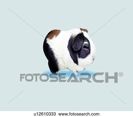 Drawing - A Hamster, Side View, CG. Fotosearch
