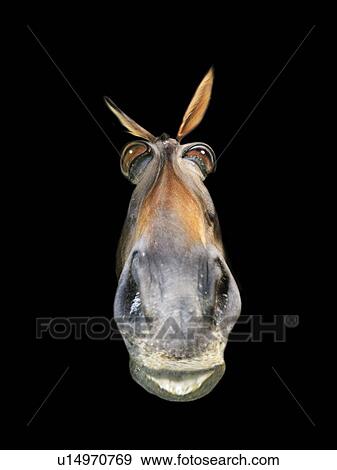 Stock Illustration - A Horse with Complacent Smile, Front View, CG, Close Up. Fotosearch
