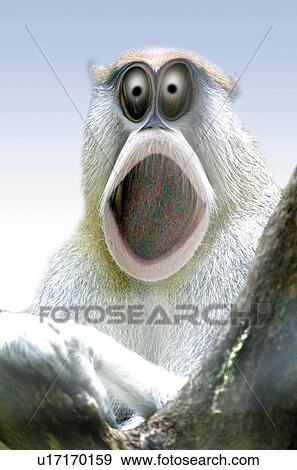 A Patas Monkey Being Surprised, Front View, CG View Large Illustration Stock Illustration - A Patas Monkey Being Surprised, Front View, CG. Fotosearch