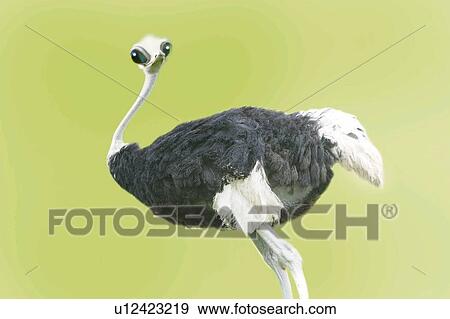 An Ostrich Looking at Camera, Side View, CG View Large Illustration Stock Illustration - An Ostrich Looking at Camera, Side View, CG. Fotosearch