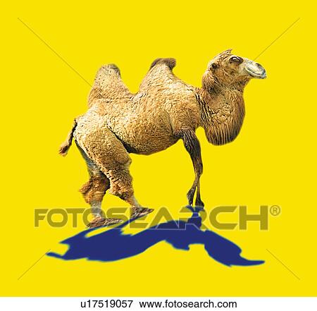 Camel with Shadow, Side View, CG View Large Illustration Stock Illustration - Camel with Shadow, Side View, CG. Fotosearch