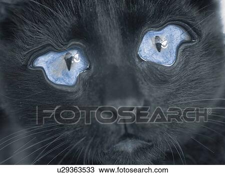 Cat, Eyes with Tears, Close Up, Front View, CG, Full Frame View Large Illustration Drawing - Cat, Eyes with Tears, Close Up, Front View, CG, Full Frame. Fotosearch