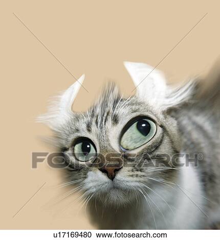 Cat Pricking Up His Ears, Front View, CG View Large Illustration Clipart - Cat Pricking Up His Ears, Front View, CG. Fotosearch