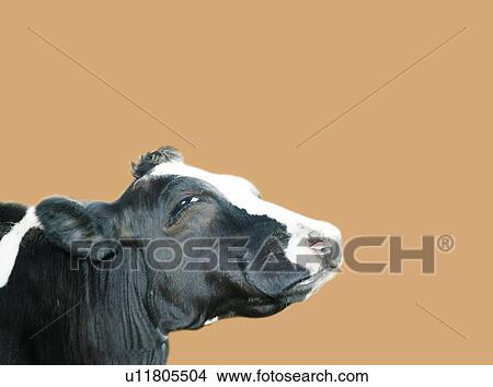 Stock Illustration - Cow with Foppish Smile, Side View, Copy Space, CG. Fotosearch