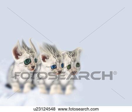 Cowardly Cats, Front View, CG, Copy Space View Large Illustration Stock Illustration - Cowardly Cats, Front View, CG, Copy Space. Fotosearch
