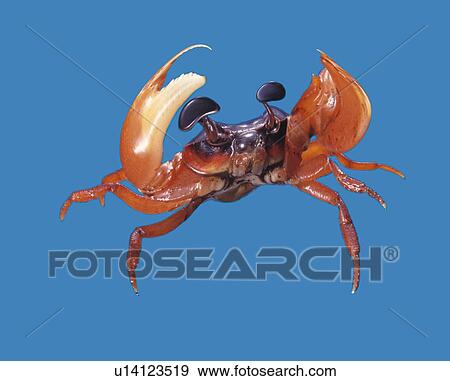 Crab making a V Sign, High Angle View, CG View Large Illustration Stock Illustration - Crab making a V Sign, High Angle View, CG. Fotosearch