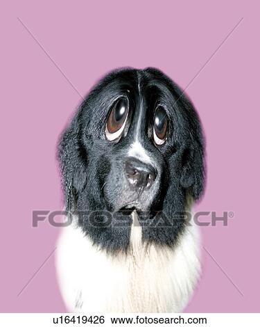 Dog Looking Miserable, Front View, CG View Large Illustration Stock Illustration - Dog Looking Miserable, Front View, CG. Fotosearch