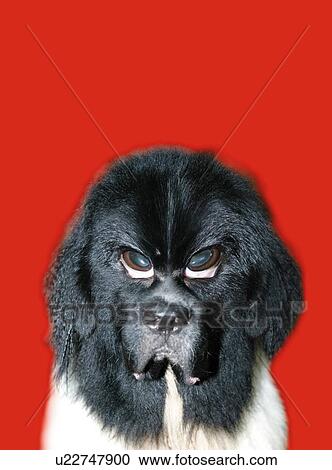 Dog with Complaint Front View, CG View Large Illustration Clipart - Dog with Complaint Front View, CG. Fotosearch