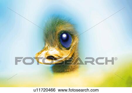 Emu with Cute Eyes, Side View, CG View Large Illustration Stock Illustration - Emu with Cute Eyes, Side View, CG. Fotosearch