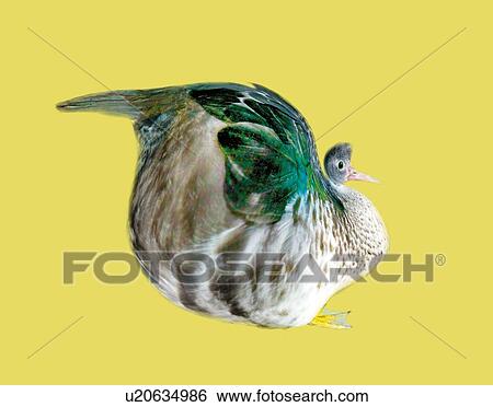 Fat Duck, Side View, CG View Large Illustration Stock Illustration - Fat Duck, Side View, CG. Fotosearch