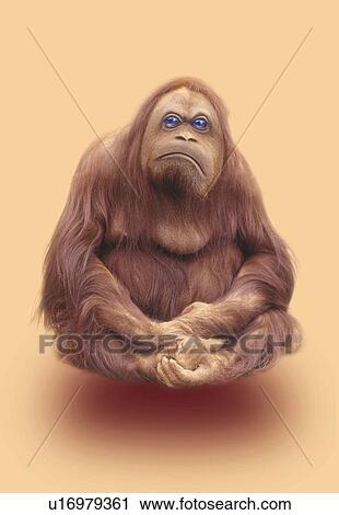 Clip Art - Floating Orangutan in Zen Meditation, Front View, CG. Fotosearch