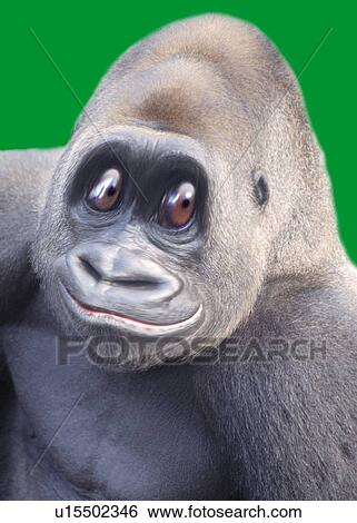 Stock Illustration - Friendly Gorilla, High Angle View, CG. Fotosearch