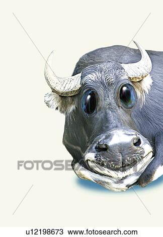 Good Cow, Front View, CG View Large Illustration Drawing - Good Cow, Front View, CG. Fotosearch