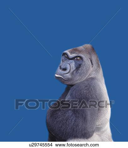 Gorilla, Side View, CG View Large Illustration Stock Illustration - Gorilla, Side View, CG. Fotosearch