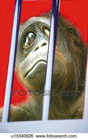 Stock Illustration - Heartbroken Gorilla, Low Angle View, Close Up, CG. Fotosearch