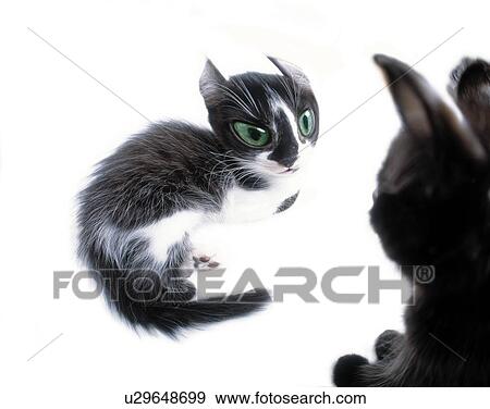 Intimidating Cat, Front View, CG, Rear View View Large Illustration Stock Illustration - Intimidating Cat, Front View, CG, Rear View. Fotosearch