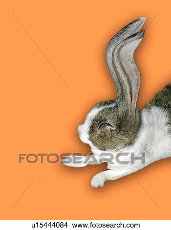 Jumping Rabbit, Side View, Copy Space, CG View Large Illustration Stock Illustration - Jumping Rabbit, Side View, Copy Space, CG. Fotosearch