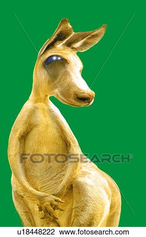 Kangaroo Being Hesitated, Front View, CG View Large Illustration Drawing - Kangaroo Being Hesitated, Front View, CG. Fotosearch