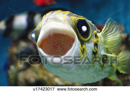 Stock Illustration - Laughing Globefish, Low Angle View, Close Up, Differential Focus, CG. Fotosearch