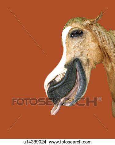 Laughing Horse, Side View, Copy Space, CG View Large Illustration Stock Illustration - Laughing Horse, Side View, Copy Space, CG. Fotosearch