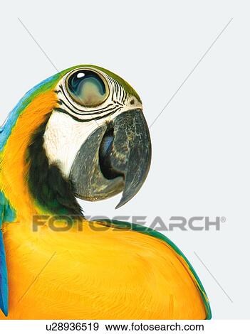 Laughing Parakeet, Side View, CG View Large Illustration Stock Illustration - Laughing Parakeet, Side View, CG. Fotosearch