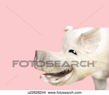Stock Illustration - Laughing Pig, Side View, Copy Space, CG. Fotosearch