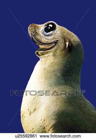 Clip Art - Laughing Sea Lion, Side View, CG. Fotosearch