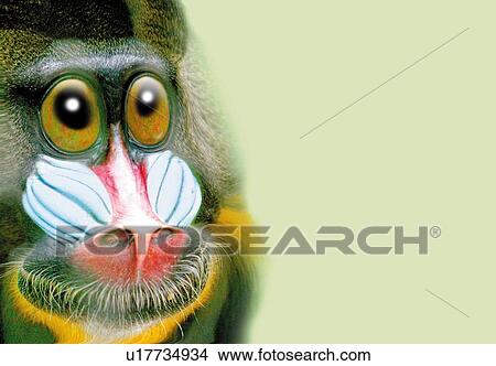 Stock Illustration - Mandrill Looking Up, Close Up, Front View, CG, Copy Space. Fotosearch