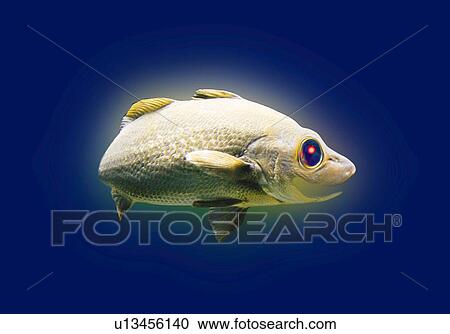 Mystic Fish, Side View, CG View Large Illustration Clipart - Mystic Fish, Side View, CG. Fotosearch