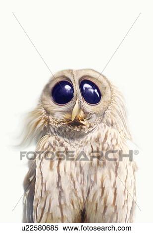 Old Owl, Front View, CG View Large Illustration Stock Illustration - Old Owl, Front View, CG. Fotosearch