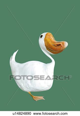 Oval Faced Duck, Side View, CG View Large Illustration Clipart - Oval Faced Duck, Side View, CG. Fotosearch