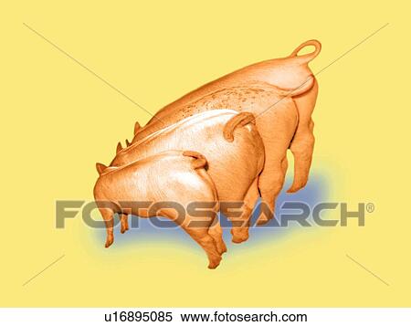 Pigs, Four Different Sizes, Side View, High Angle View, CG View Large Illustration Stock Illustration - Pigs, Four Different Sizes, Side View, High Angle View, CG. Fotosearch