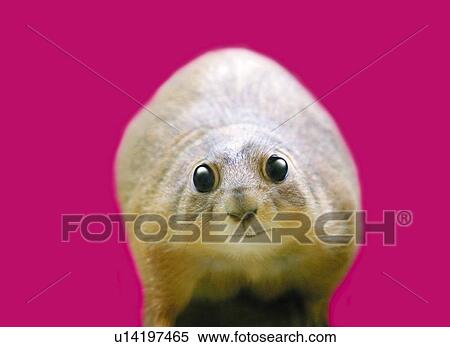 Prairie Dog, Front View, CG View Large Illustration Stock Illustration - Prairie Dog, Front View, CG. Fotosearch