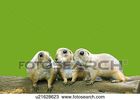 Prairie Dogs Whispering, Front View, CG, Side View, Copy Space View Large Illustration Drawing - Prairie Dogs Whispering, Front View, CG, Side View, Copy Space. Fotosearch