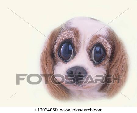 Puppy with Big Cute Eyes, Front View, CG View Large Illustration Clipart - Puppy with Big Cute Eyes, Front View, CG. Fotosearch