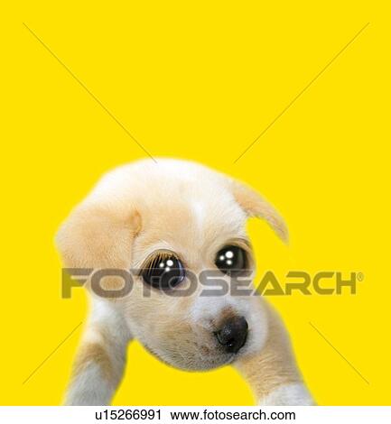 Puppy with Sparkling Eyes, Front View, CG, Copy Space View Large Illustration Clip Art - Puppy with Sparkling Eyes, Front View, CG, Copy Space. Fotosearch